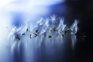 唯美梦幻蒲公英鲜花图片