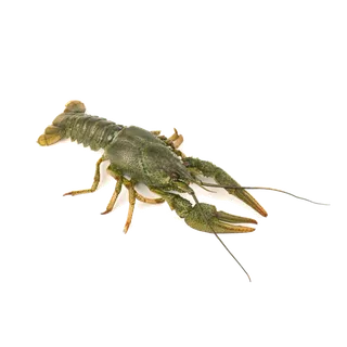 虾类(25)海鲜超市商品红酒白底图免抠实物摄影png格式图片透明底