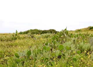 绿色仙人掌仙人球摄影素材