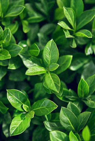 绿色新鲜茶叶绿叶摄影图