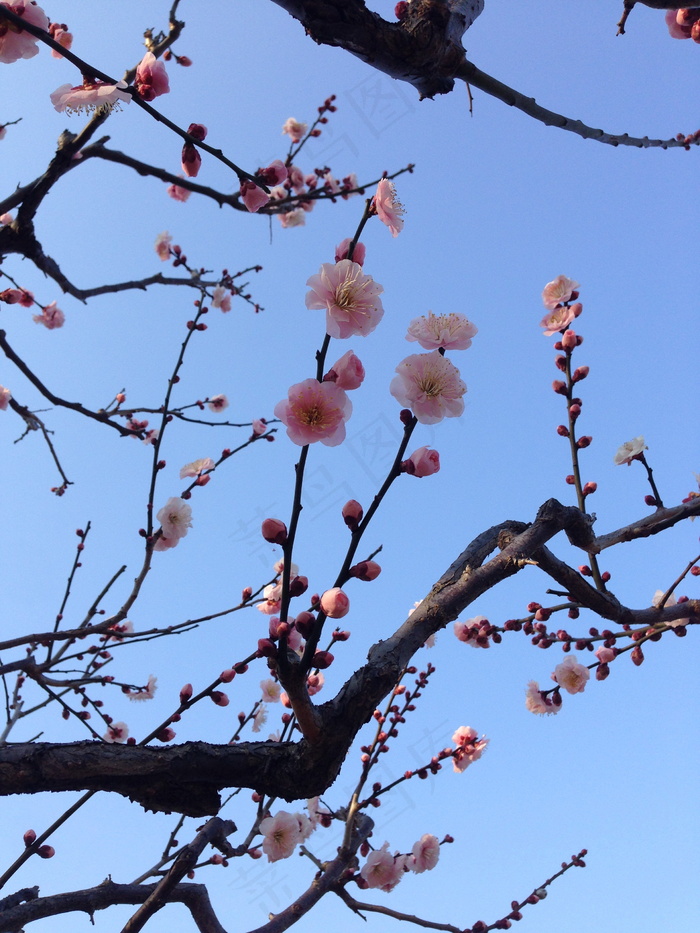 梅花花枝图片