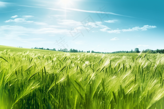 绿色小麦麦田摄影图
