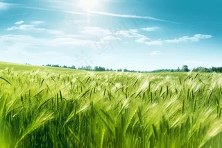绿色小麦麦田摄影图