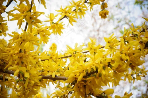 黄色迎春花图片 黄色迎春花图片