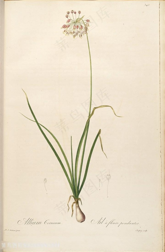 雷杜德原版唯美花卉高清花草图谱