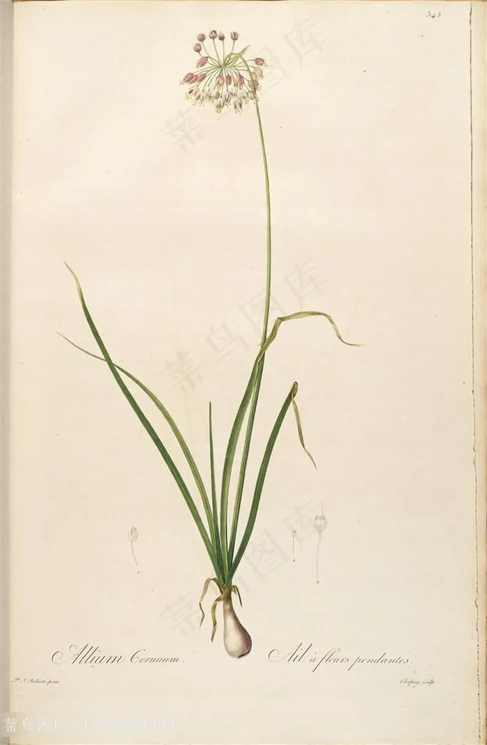 雷杜德原版唯美花卉高清花草图谱