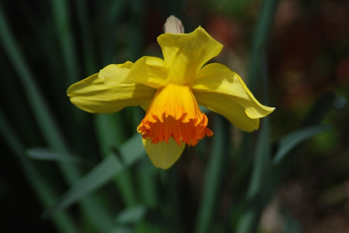 黄色水仙花大图鲜花图片