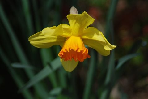 黄色水仙花大图鲜花图片 黄色水仙花大图鲜花图片