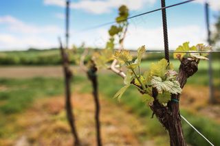 葡萄藤发芽图片