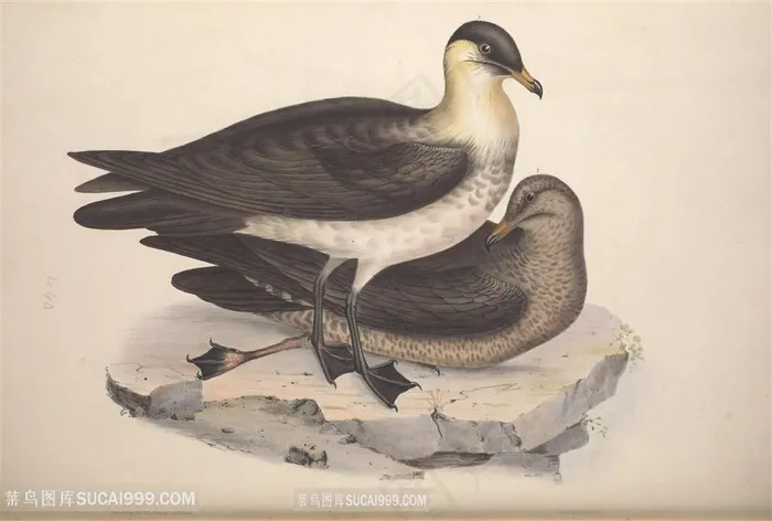 高清鸟儿水彩彩绘插画