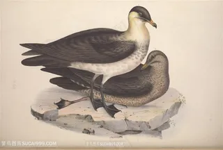 高清鸟儿水彩彩绘插画