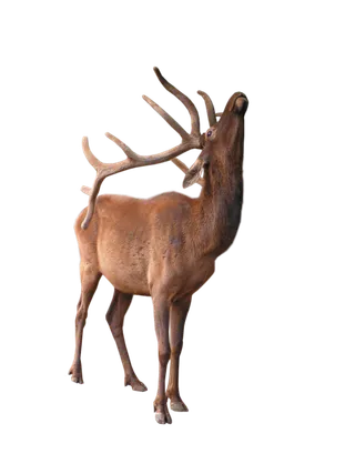 鹿动物免扣素材透明背景