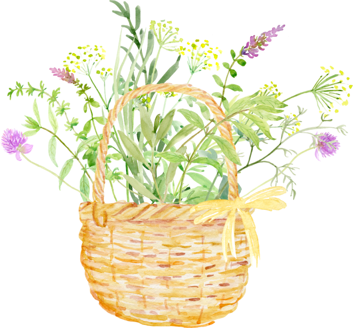 花草植物免扣植物水彩插画设计素材