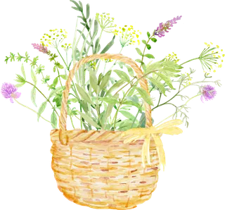 花草植物免扣植物水彩插画设计素材