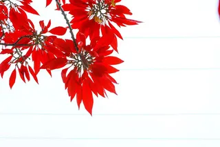 户外红色树叶背景图