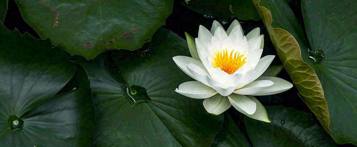 夏天荷花池荷叶白荷花睡莲特写，夏至小暑大暑摄影图(1712x704)
