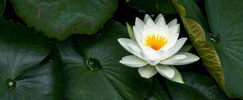 夏天荷花池荷叶白荷花睡莲特写，夏至小暑大暑摄影图