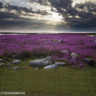 薰衣草风景画婚纱背景大图