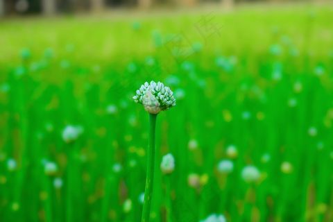 绿色桌面植物背景图片
