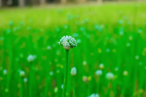 绿色桌面植物背景图片 绿色桌面植物背景图片