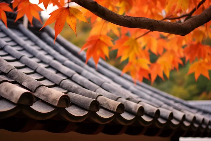 秋末雨过红枫叶苏州庭院风景摄影图(4032x2688)