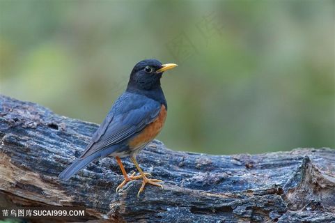 圆圆小脑袋鸟类图片