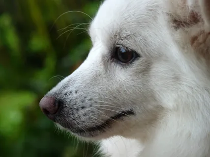 博美犬局部图片 博美犬局部图片
