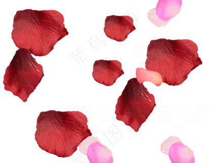 花瓣花朵免扣图片 