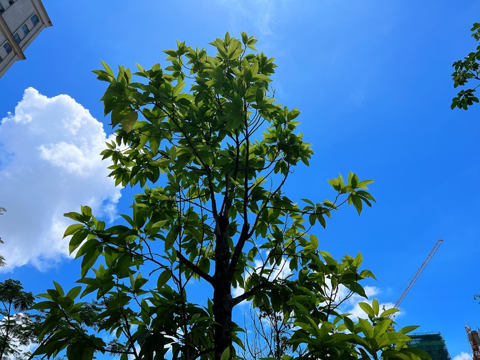 迎着夏天烈日茁壮成长的树木