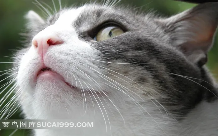 抬头的猫高清图片