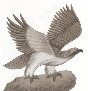 家禽艺术绘画美图素材