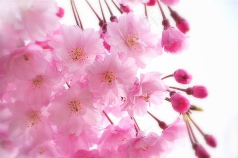 唯美粉色樱花高清鲜花图片