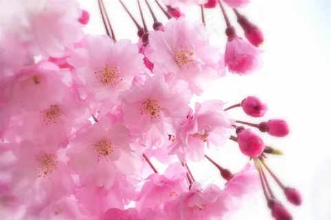 唯美粉色樱花高清鲜花图片 唯美粉色樱花高清鲜花图片