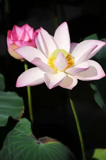 荷花高清图片 荷花高清图片