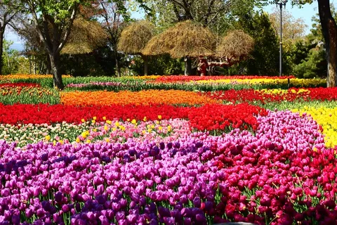 郁金香节图片 郁金香节图片