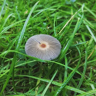 风景 露水 素材拍摄 (36)
