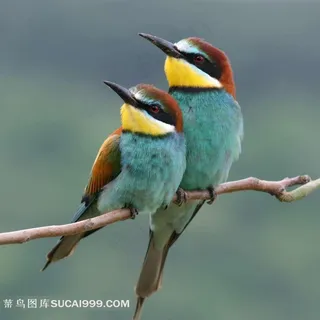 鸟类系列 - 一对亲密相依的美丽小鸟