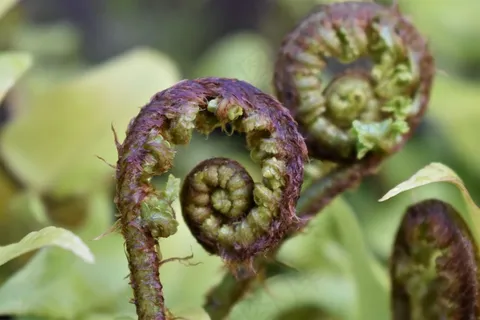 野菜蕨类植物图片 野菜蕨类植物图片