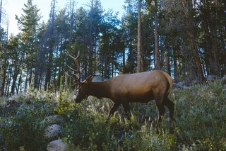 野生北欧驯鹿图片