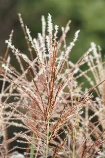 漂亮的芦苇丛图片