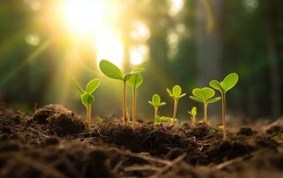 植物幼苗在阳光下发芽摄影图壁纸