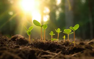 植物幼苗在阳光下发芽摄影图壁纸