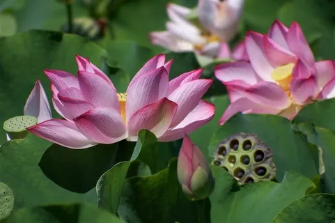 粉色的睡莲正在盛开 粉色的睡莲正在盛开