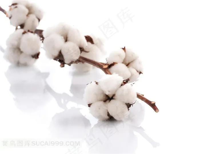 一支暖暖棉花