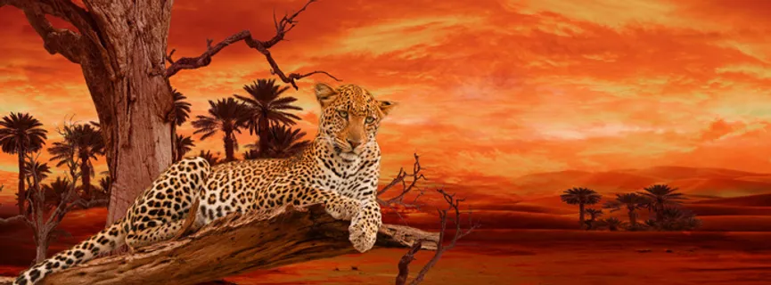 黄昏风景猎豹林木