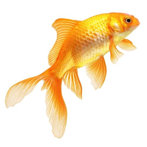 金鱼 PNG免抠(500x500)