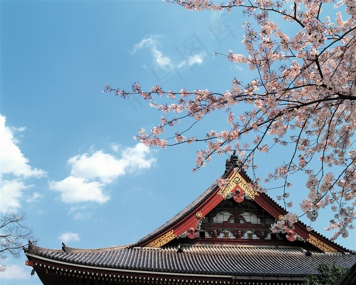 唯美日本建筑和樱花图片