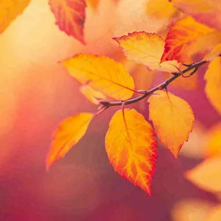 秋天秋意黄色落叶枫叶意境，秋分立秋摄影图