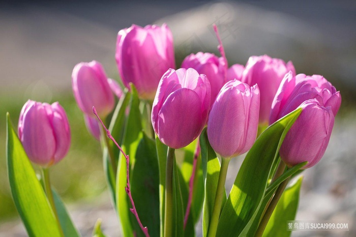 粉色郁金香图片