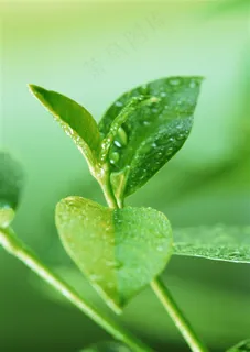 雨后的绿色树叶图片 雨后的绿色树叶图片